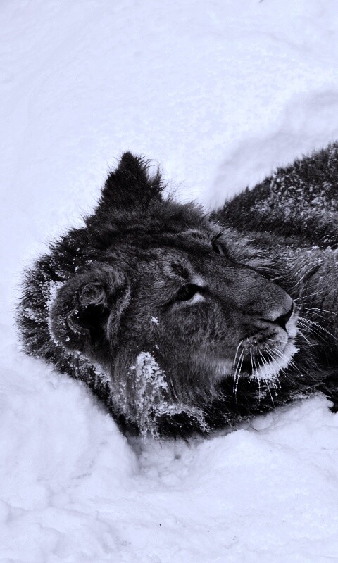 Львёнок в снегу обои