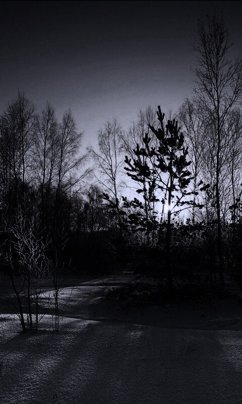 Зимний лес обои