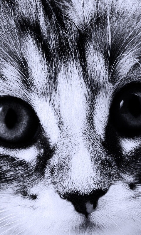 Пушистый котенок обои