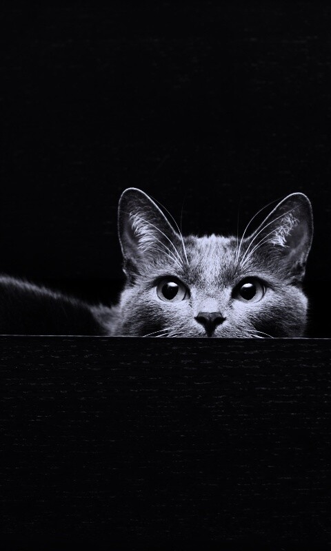 Кот в ящике комода обои