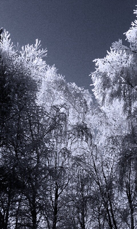 Замерзший лес обои