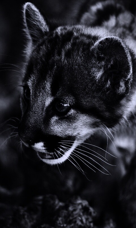 Котенок барса обои