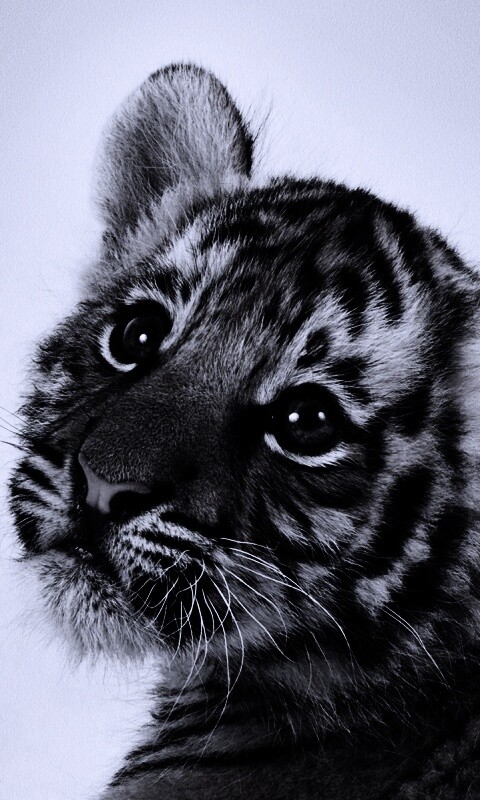 Тигрёнок с грустным взглядом обои