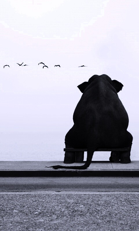 Слон на табуретке обои