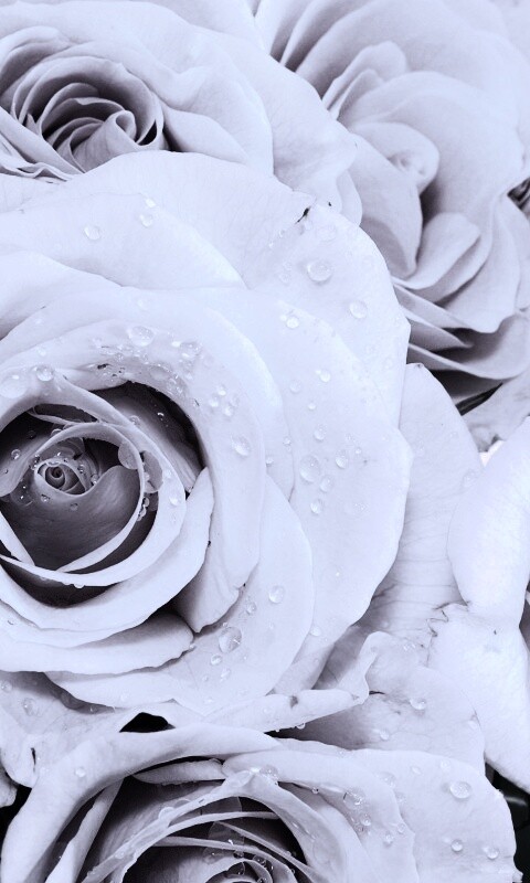 Букет розовых роз обои