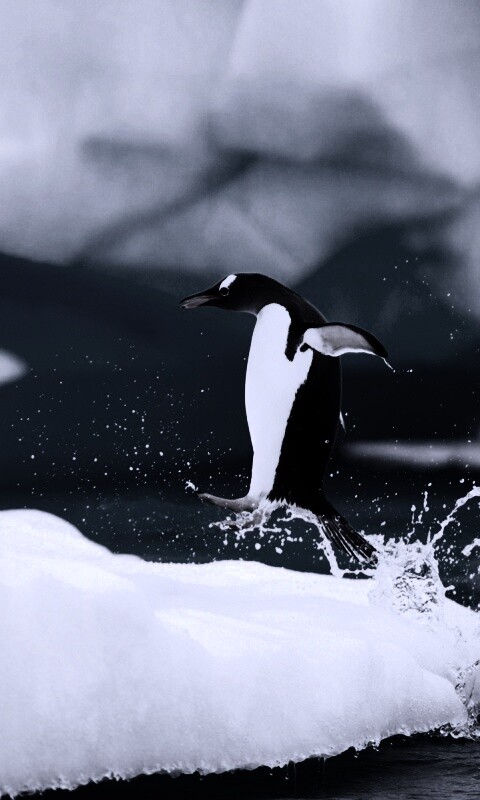 Пигвин запрыгивает на льдину обои