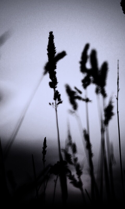 Дыхание природы обои