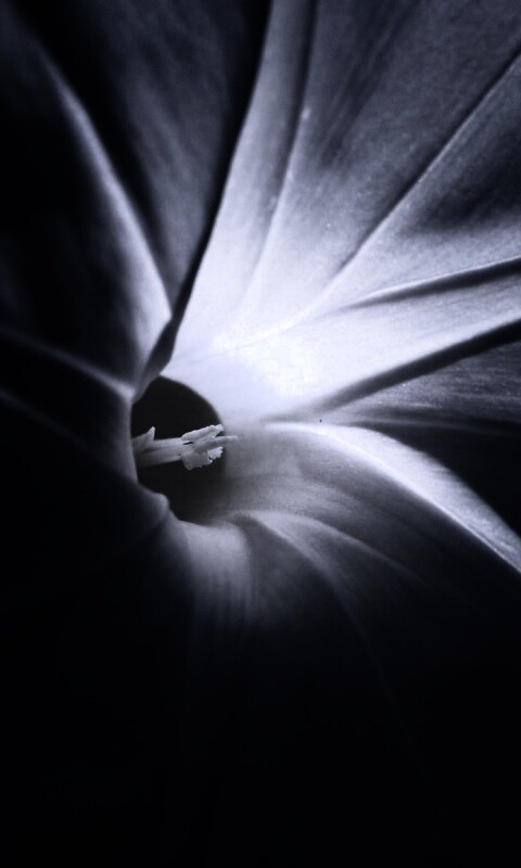 Нежный голубой цветок обои