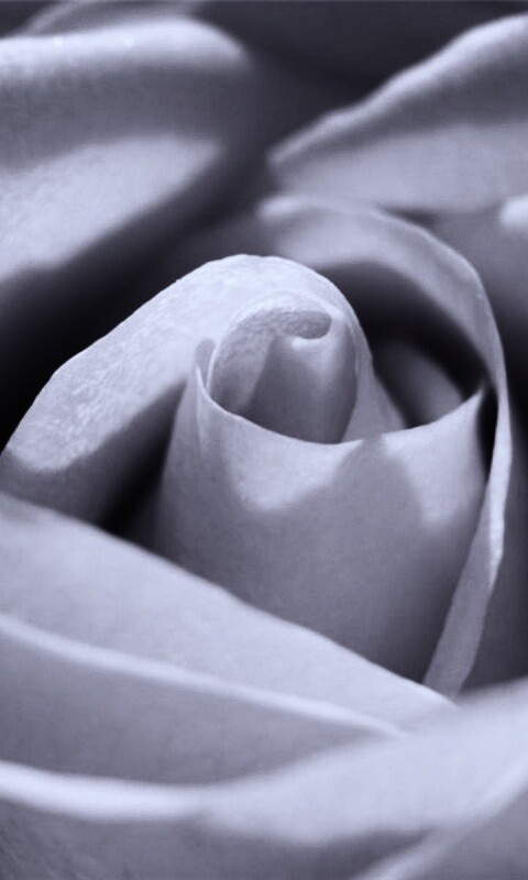 Фиолетовая роза макро обои