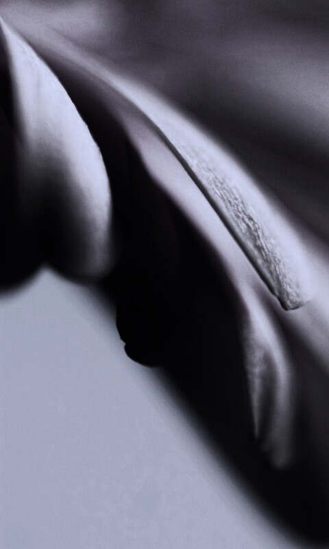 Лепестки цветка в макро обои