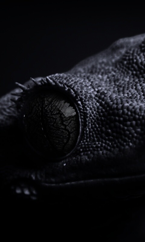 Ящерка обои