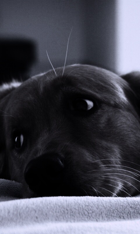 Лабрадор-ретривер обои