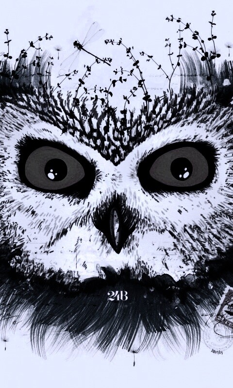 Обои сова для mac book обои