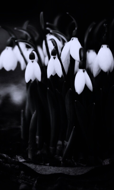 Подснежники - весенние цветы обои