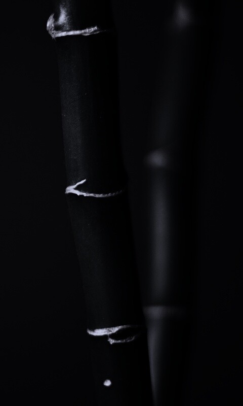 Макро фото стебля бамбука обои