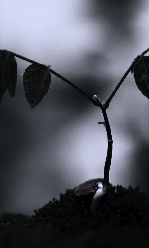 Молодой росток обои