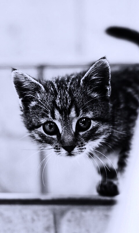 Коётнок выглядвает обои