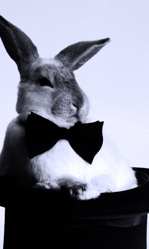 Кролик в цилиндре фокусника обои