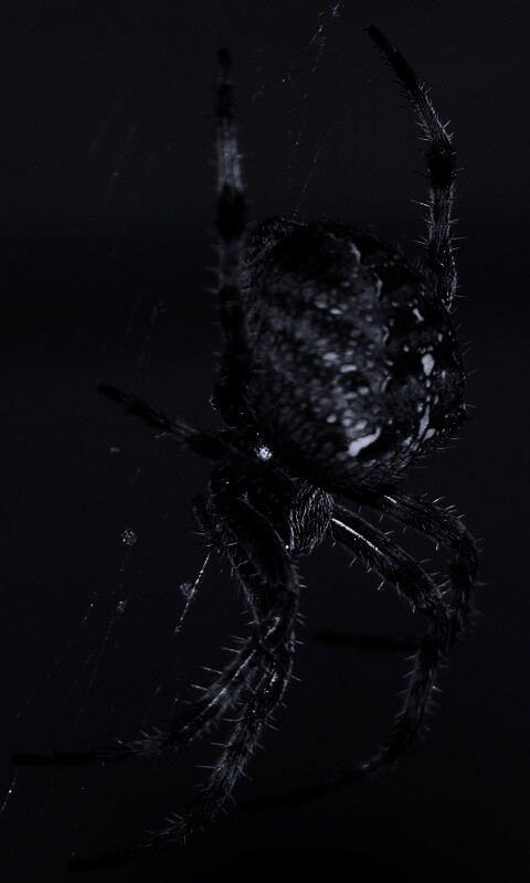 Паук обои