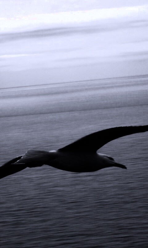 Чайка в полете обои