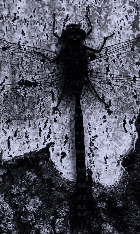 Стрекоза на дереве обои