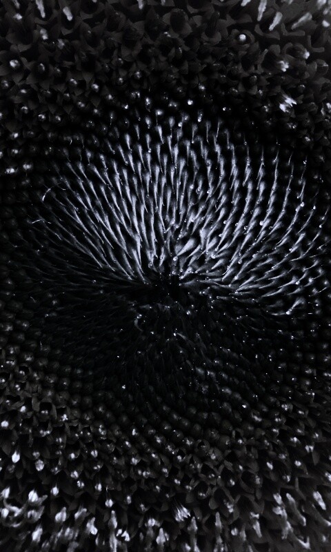 Недозревший подсолнух обои