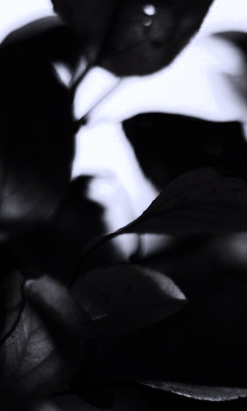 Увядающие листья обои