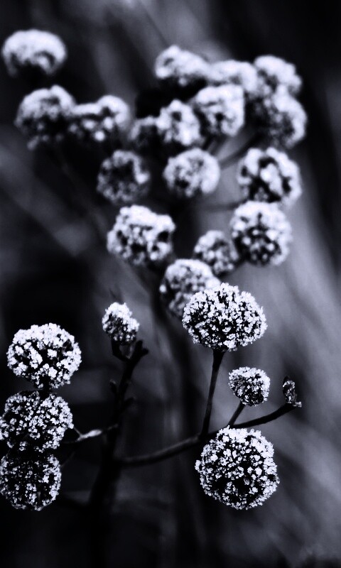 Ледяные цветы обои