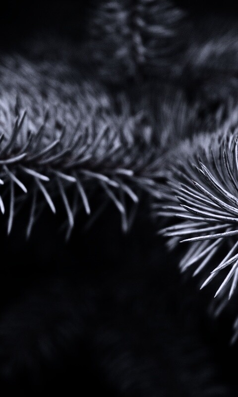 Ветки голубой ели обои