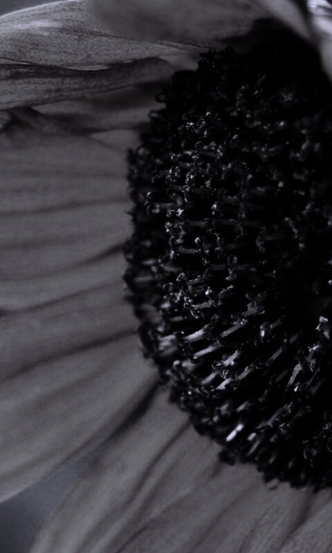 Подсолхну осенью обои