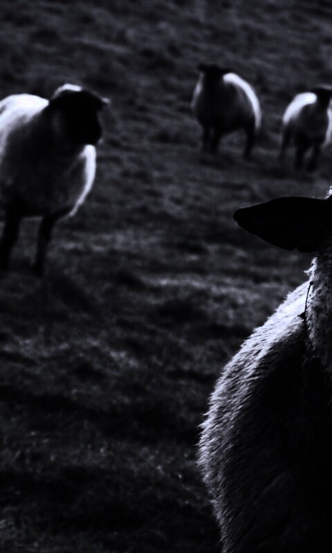 Овцы на пастбище обои