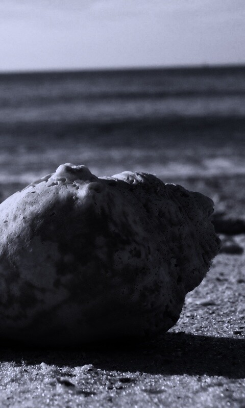 Морская раковина на пляже обои