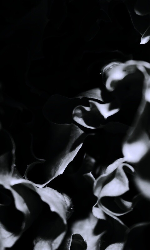 Зеленая листва обои