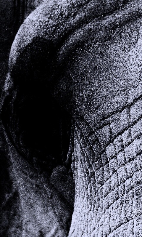 Слонячие глаза обои