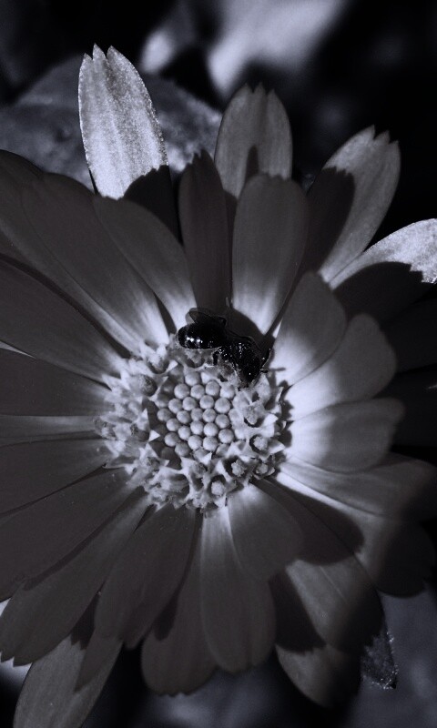 Оса на цветке обои