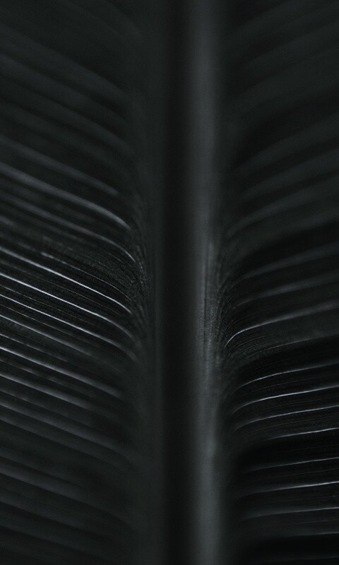 Макро фото листа обои