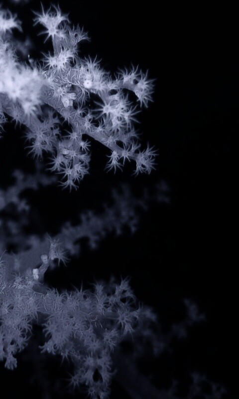 Кораллы обои