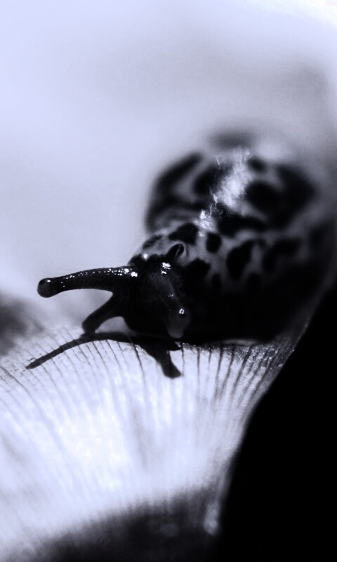 Ползущая улитка обои