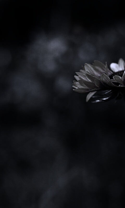 Одинокий подсолнух обои