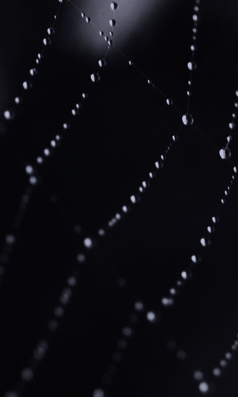 Паучья сеть обои