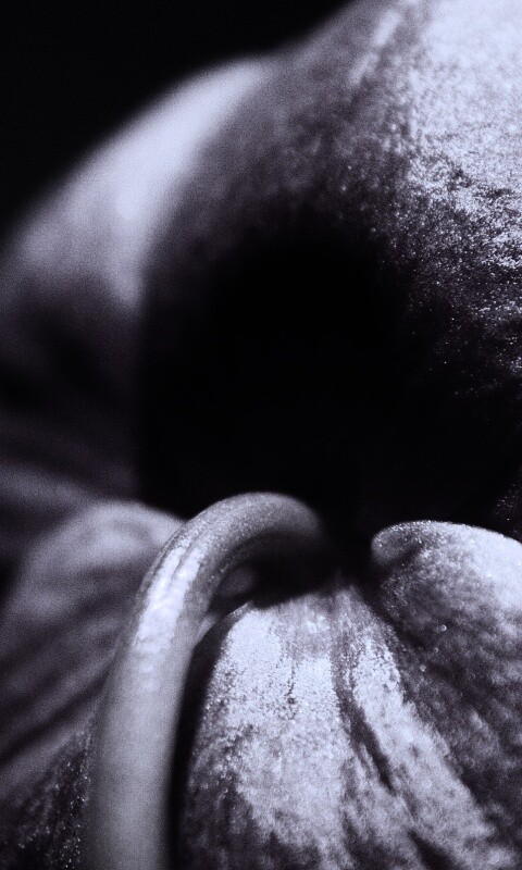 Розовый стебель обои