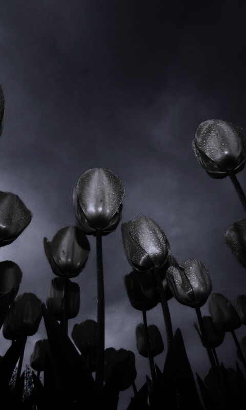 Жёлтые тюльпаны обои