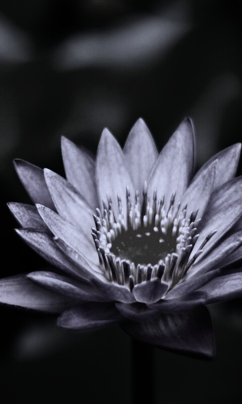 Фиолетовый цветок обои