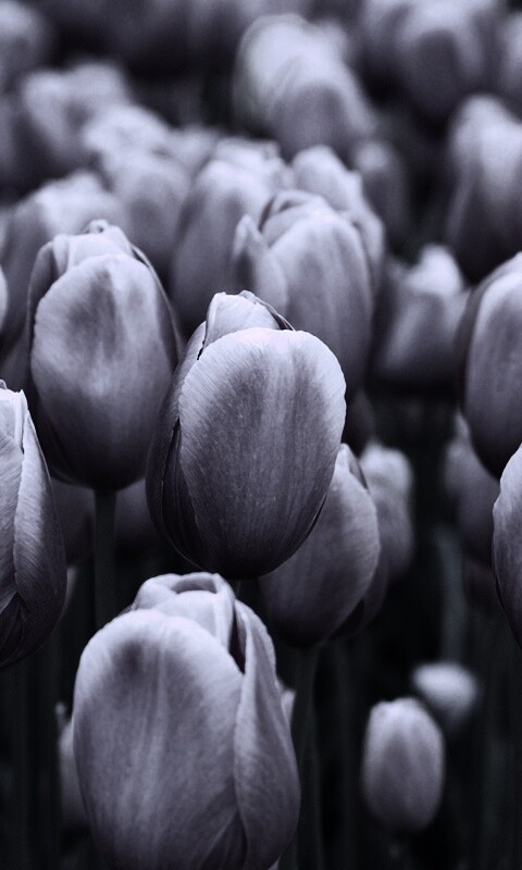 Море розовых тюльпанов обои