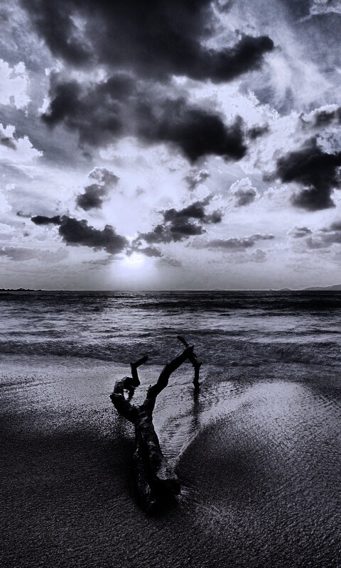 Коряга на пляже обои