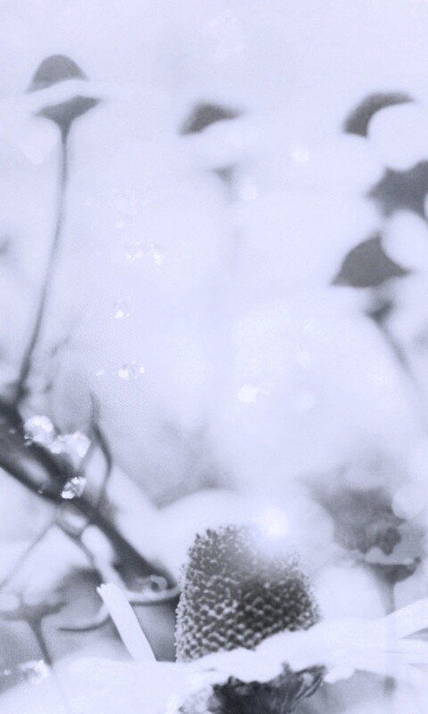 Летние цветы в лучах света обои