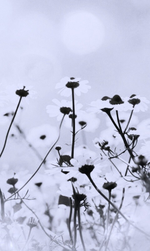 Цветочное лето обои