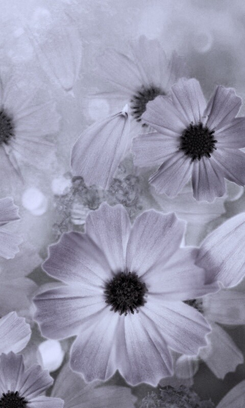 Цветочки обои