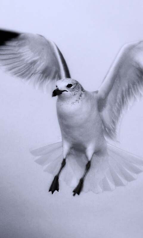 Гордая белая птица обои