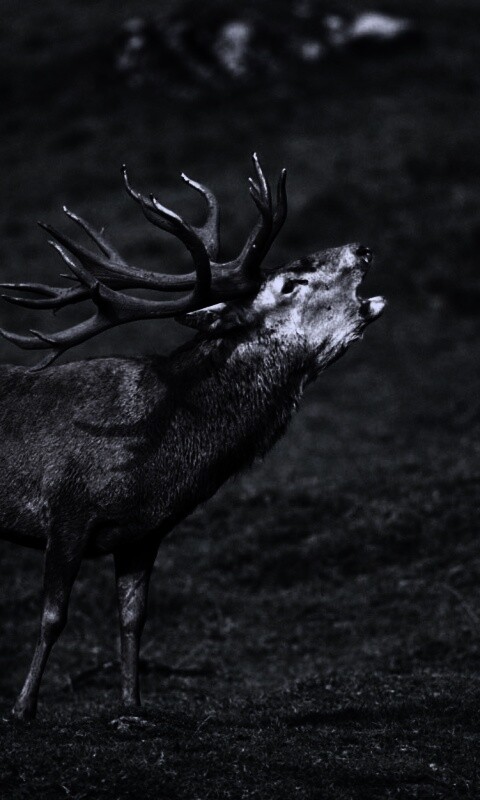 Лось зовёт сородичей обои